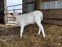 Kelly heifer 