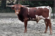 KCM Unnamed Bull 241