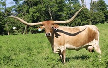 HBR Fantoms-Safari
