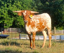 Texana PC14