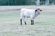 heifer ECR Lovely Rose x HL Higher Ground