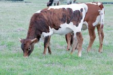 BCR Country Gal 493