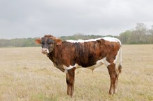 Tradition BCR 439