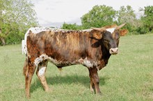 bull rebel woman x hl heads up 