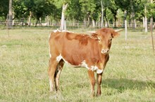 BCR heifer True to Tradition x HL Higher Ground