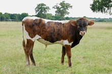 Tradition BCR 439