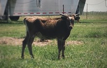 Twinkle Steer