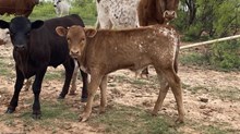 Sangria Sioux X Solid Ground BCR 053 bull