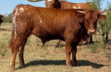 Sangria Sioux X Solid Ground BCR 053 bull