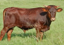 TUMBLING DICE X RRR RIO JESSIE BULL CALF