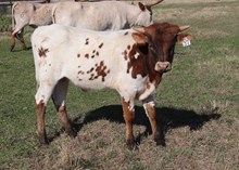 Bull calf 2024 HL HigherGroundxDHLakshmi