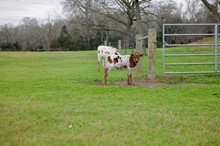 Bull Sunhaven's Ace's Amber x HL Higher Ground 253