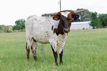 BCR Royal Faith 414