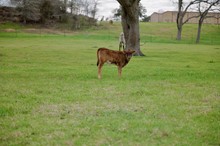 BCR heifer Pacific Leila 251