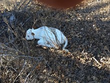 Twister's Bull calf