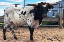 Beautiful bull calf 17