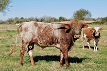 Rusty BCR 336